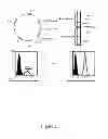 Fig. 24 - HLA-restricted, peptide-specific antigen binding proteins