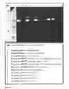 Fig. 06 - Protein expression in plants