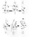 Fig. 02 - Aptamers and diagnostic methods for detecting the EGF receptor