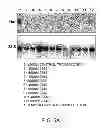 Fig. 06 - Antisense design