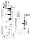 Fig. 10 - Antisense design