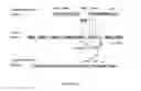 Fig. 04 - Compositions and methods for bacterial and genetically modified microorganism production of chondroitin