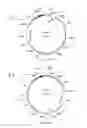 Fig. 19 - Compositions and methods for bacterial and genetically modified microorganism production of chondroitin