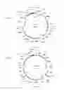 Fig. 20 - Compositions and methods for bacterial and genetically modified microorganism production of chondroitin