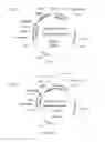 Fig. 28 - Compositions and methods for bacterial and genetically modified microorganism production of chondroitin