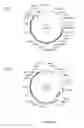 Fig. 30 - Compositions and methods for bacterial and genetically modified microorganism production of chondroitin