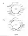 Fig. 32 - Compositions and methods for bacterial and genetically modified microorganism production of chondroitin