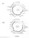 Fig. 33 - Compositions and methods for bacterial and genetically modified microorganism production of chondroitin