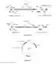 Fig. 34 - Compositions and methods for bacterial and genetically modified microorganism production of chondroitin