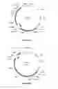 Fig. 44 - Compositions and methods for bacterial and genetically modified microorganism production of chondroitin
