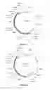 Fig. 47 - Compositions and methods for bacterial and genetically modified microorganism production of chondroitin