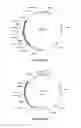 Fig. 49 - Compositions and methods for bacterial and genetically modified microorganism production of chondroitin