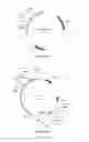 Fig. 52 - Compositions and methods for bacterial and genetically modified microorganism production of chondroitin