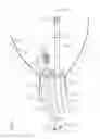 Fig. 07 - Panoramic organ imaging