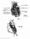 Fig. 02 - Devices to Support, Measure and Characterize Luminal Structures