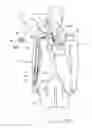 Fig. 06 - System and method to increase the overall diameter of veins and arteries