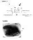 Fig. 04 - Apparatus for the controlled release of topical nitric oxide
