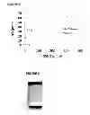 Fig. 05 - Apparatus for the controlled release of topical nitric oxide
