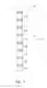 Fig. 08 - Spinal cord modulation for inducing paresthetic and anesthetic effects, and associated systems and methods