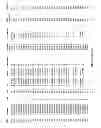 Fig. 68 - Methods and compositions for gray leaf spot resistance in corn