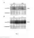 Fig. 07 - COPPER RESISTANT PLANT AND USE FOR PHYTOREMEDIATION