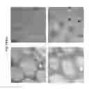 Fig. 41 - SPATIALLY MODIFIED GENE EXPRESSION IN PLANTS