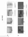 Fig. 43 - SPATIALLY MODIFIED GENE EXPRESSION IN PLANTS