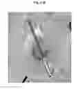Fig. 50 - SPATIALLY MODIFIED GENE EXPRESSION IN PLANTS