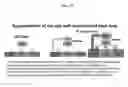 Fig. 55 - SPATIALLY MODIFIED GENE EXPRESSION IN PLANTS