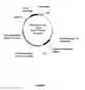 Fig. 10 - Plants Having Enhanced Yield-Related Traits and a Method for Making the Same