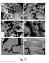 Fig. 08 - Selective chemokine modulation