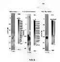 Fig. 07 - Methods for radiation detection and characterization using a multiple detector probe