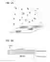 Fig. 06 - SINGLE-CRYSTAL OXIDE SEMICONDUCTOR, THIN FILM, OXIDE STACK, AND FORMATION METHOD THEREOF