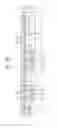 Fig. 31 - Semiconductor device
