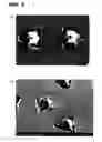 Fig. 04 - Semiconductor light emitting device