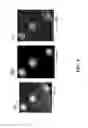 Fig. 05 - Solid silver-copper alloy having mainly a non-eutectic structure not containing a eutectic at room temperature