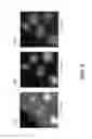 Fig. 07 - Solid silver-copper alloy having mainly a non-eutectic structure not containing a eutectic at room temperature