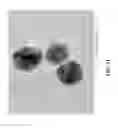 Fig. 12 - Solid silver-copper alloy having mainly a non-eutectic structure not containing a eutectic at room temperature
