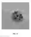 Fig. 13 - Solid silver-copper alloy having mainly a non-eutectic structure not containing a eutectic at room temperature