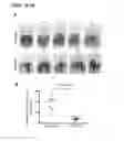 Fig. 09 - Compositions, methods and uses for treating solid tumors using LCMV-GP-VSV pseudotype vectors