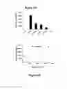 Fig. 06 - Fully human, anti-mesothelin specific chimeric immune receptor for redirected mesothelin-expressing cell targeting