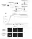 Fig. 02 - Composition for a mitotic remodeling of chromosomes