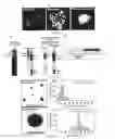 Fig. 07 - Composition for a mitotic remodeling of chromosomes