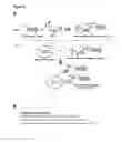 Fig. 05 - Methods for coupling targeting peptides onto recombinant lysosomal enzymes for improved treatments of lysosomal storage diseases
