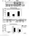 Fig. 03 - Use of GSTP1