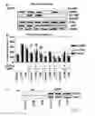 Fig. 04 - Use of GSTP1