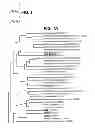 Fig. 02 - Perhydrolase
