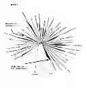 Fig. 04 - Perhydrolase