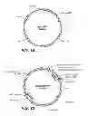 Fig. 15 - Perhydrolase