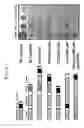 Fig. 08 - Triple Acting Antimicrobials That Are Refractory To Resistance Development